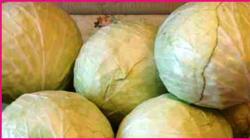 When is the best time to ferment cabbage according to the lunar calendar?
