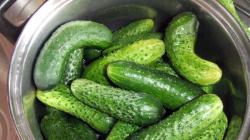 Small cucumbers: secrets of canning Crispy cucumbers for the winter in one and a half liter jars
