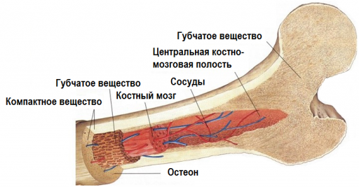 Губчатое тело полового члена. Костно мозговая полость. Костно мозговая полость кости. Центральная костно-мозговая полость. Центральная костномозговая полость.