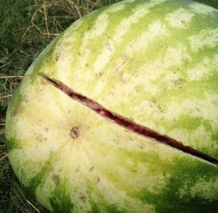 Kako izbrati okusno lubenico - pravila za določanje zrelosti sadja.  Kako izbrati okusno lubenico.