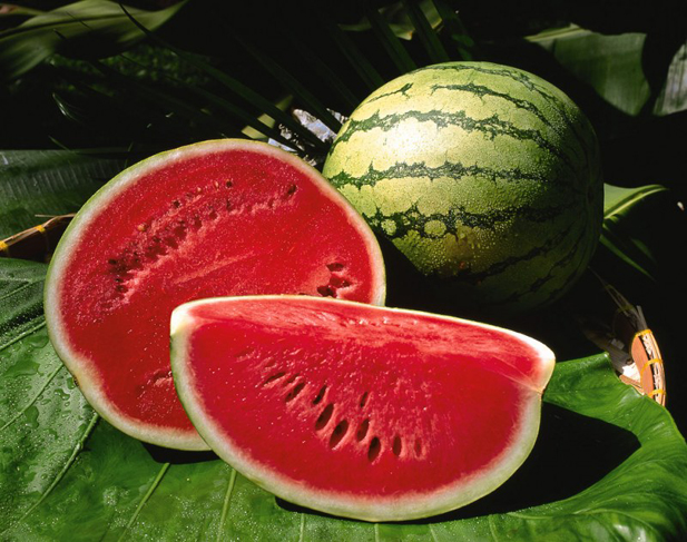 Watermelon: health benefits and harms.  Harm of watermelon for health.  General information and chemical composition.