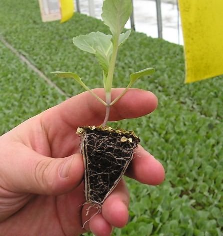 Chou-fleur de graines à la maison.  Calendrier de croissance des semis.  Top dressing, durcissement des semis.