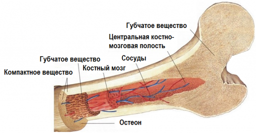 pirazinamidă și dureri articulare tratament de degenerare a genunchiului cu menisc