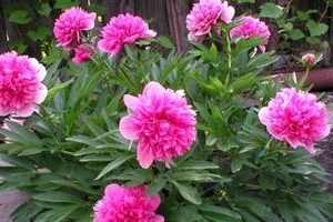 When to transplant peonies in the fall in what month.  How to plant peonies in the summer