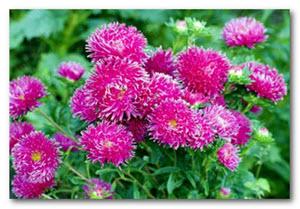 Quelles fleurs sont plantées au printemps en pleine terre.  Quelles fleurs planter pour les semis en avril