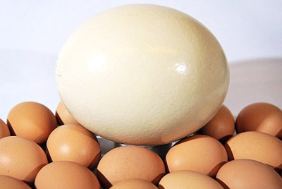 Največja jajca na svetu.